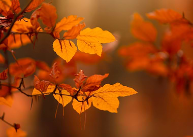 Autumn leaves in forest