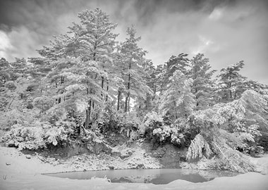 Snowy Trees by the Pond