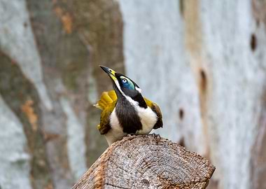 Bluefaced honeyeater