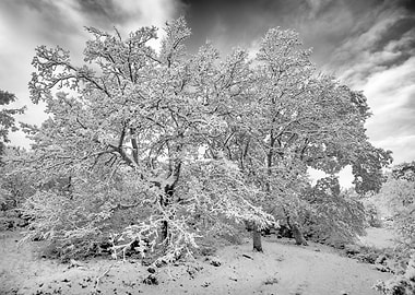 Snow Capped Oak Trees