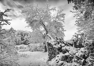 House ruins and a tree