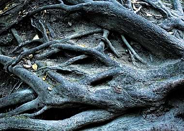Tree Gnarled Roots