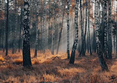 Autumn trees, forest, sun