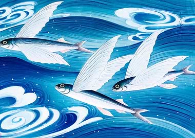 Japanese flying fish