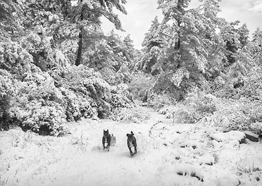 Dogs Running in the Snow