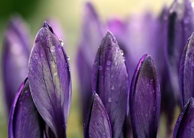 Crocus