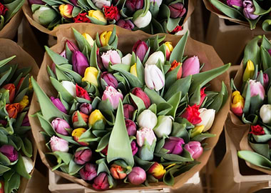 tulips colorful