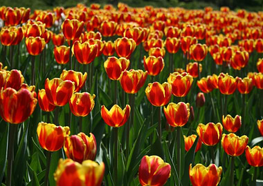 orange yellow tulips