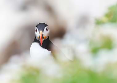 Puffin from Saltee Islands
