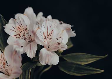 Bouquet white flowers