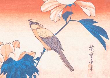 Hibiscus Mutabilis and Jay