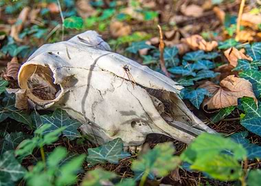 Animal skull
