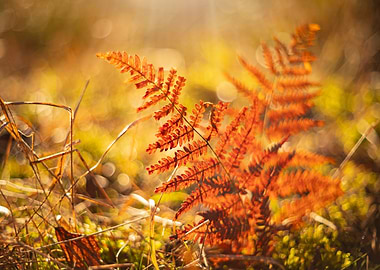 Fern leaf in autumn forest
