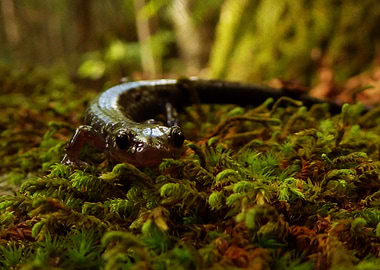 looking salamander