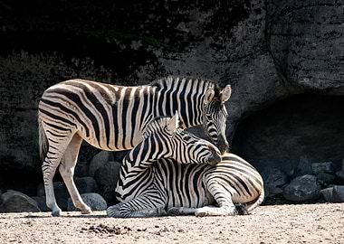 Zebra