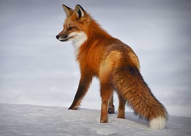 Fox