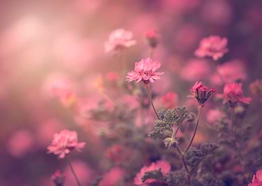 Romantic pink geraniums