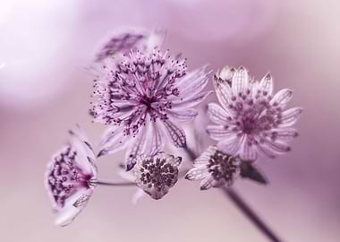 Astrantia flowers