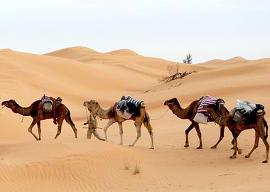 camel and desert