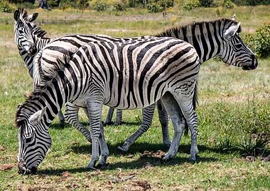 Zebra Animals Zoo Africa