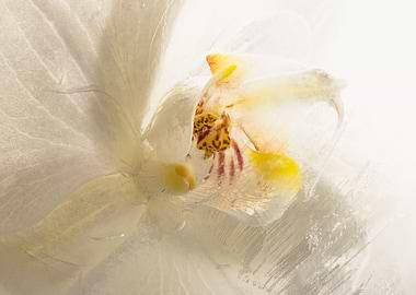 White orchid in ice 1