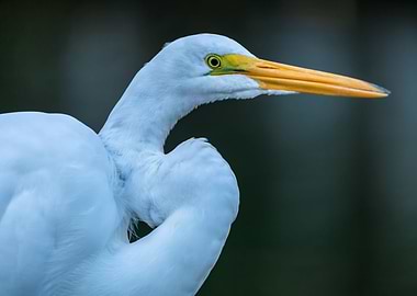 Great White Egret