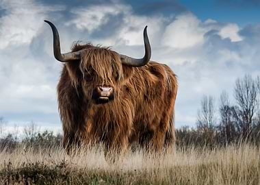 Highland cow