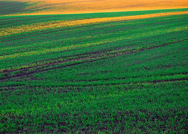 Green field and sunlight