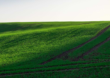 Green field and clean sky