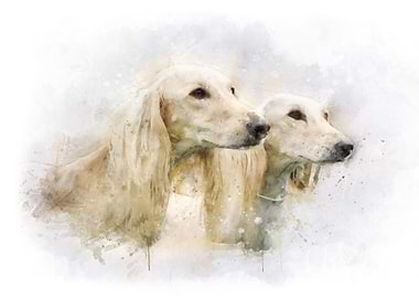 Two Saluki watercolor