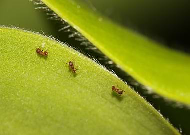 Insect Macro Photography