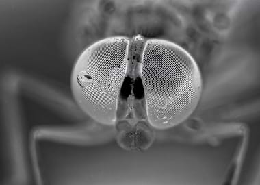 Insect Macro Photography