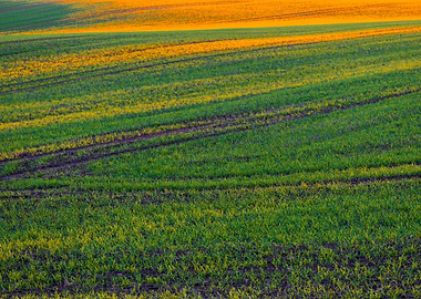 Sunlight on green field