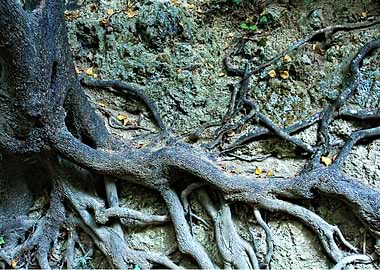 Tree Trunk and Roots