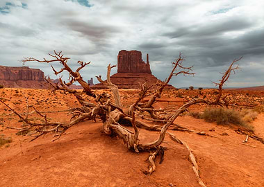 Dead tree Monument Valley