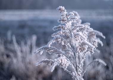Frozen meadow, winter day