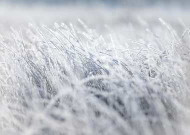 Frozen meadow, winter day