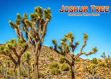 Joshua Tree National Park