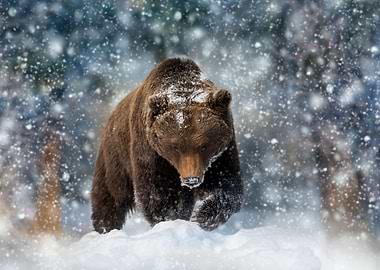 Brown bear in winter