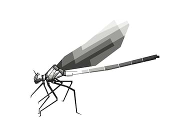 grayscale unique dragonfly