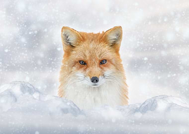 Red fox