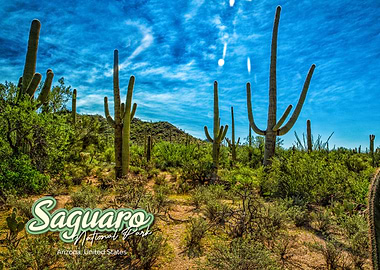 Saguaro National Park