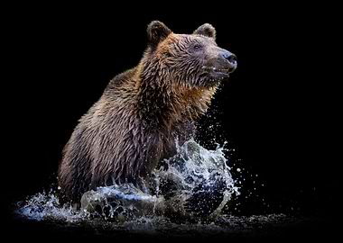 Wild Brown Bear