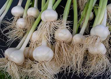 Bunch of garlic