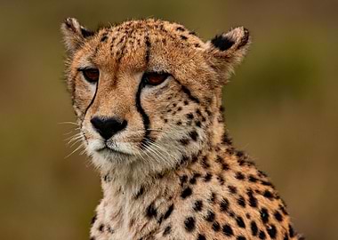 Safari Cheetah Wild Nature