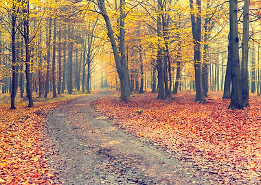 Autumn alley, trees,forest