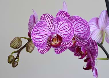 orchid