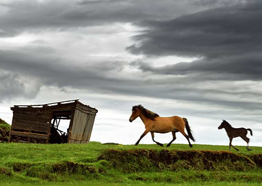 Iceland horses