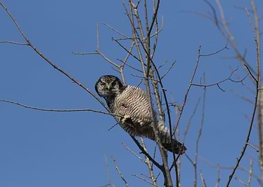 Curious hawk owl