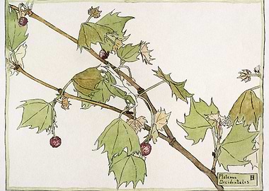 Sycamore 1915 by Hannah